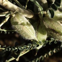 Astragalus groupe gombo