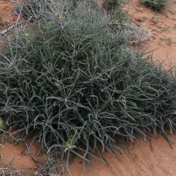 Astragalus groupe gombo