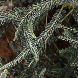 Astragalus groupe gombo