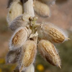 Astragalus groupe gombo