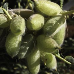 Astragalus groupe gombo