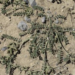 Astragalus hamosus