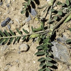 Astragalus hamosus