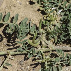 Astragalus hamosus