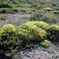 Astragalus ibrahimianus