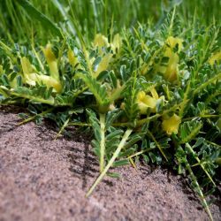 Astragalus ibrahimianus