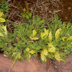 Astragalus ibrahimianus