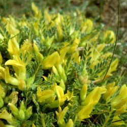 Astragalus ibrahimianus