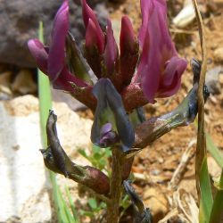 Astragalus incanus