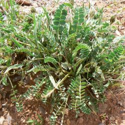 Astragalus incanus