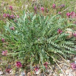 Astragalus incanus