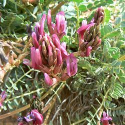 Astragalus incanus