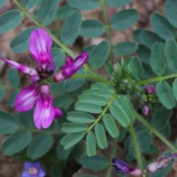 Astragalus longidentatus