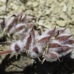 Astragalus maireanus
