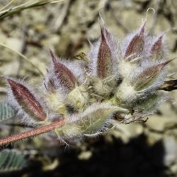 Astragalus maireanus