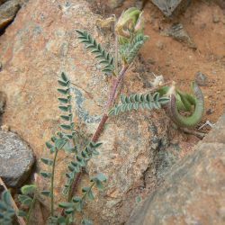 Astragalus mareoticus