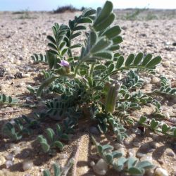 Astragalus mareoticus