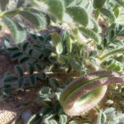 Astragalus mareoticus