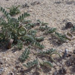 Astragalus mareoticus