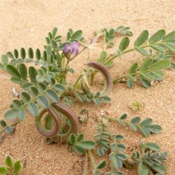 Astragalus mareoticus