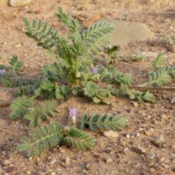 Astragalus mareoticus