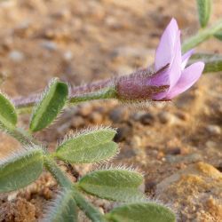 Astragalus mareoticus
