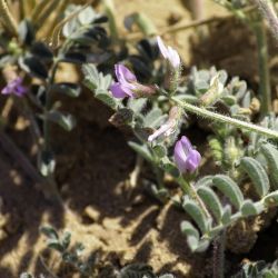 Astragalus mareoticus