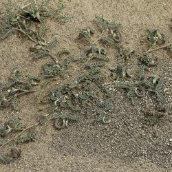 Astragalus mareoticus