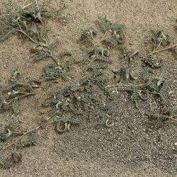 Astragalus mareoticus