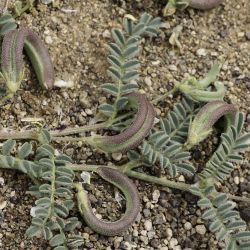 Astragalus mareoticus
