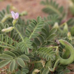 Astragalus mareoticus