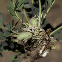 Astragalus maurus