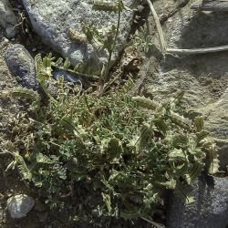 Astragalus pelecinus subps. pelecinus