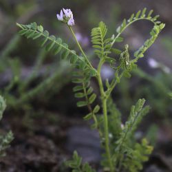 Astragalus pelecinus subps. pelecinus