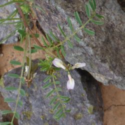 Astragalus pelecinus subps. pelecinus