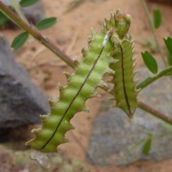 Astragalus pelecinus subps. pelecinus