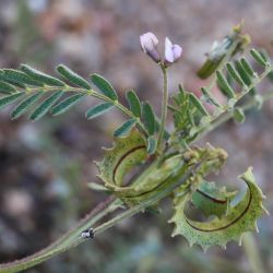 Astragalus pelecinus subps. pelecinus