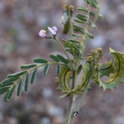 Astragalus pelecinus subps. pelecinus
