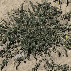Astragalus sesameus