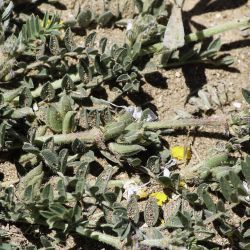 Astragalus sesameus