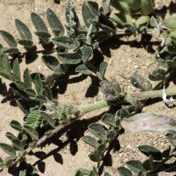 Astragalus sesameus
