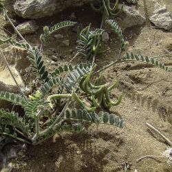 Astragalus solandri