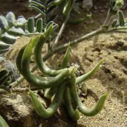 Astragalus solandri
