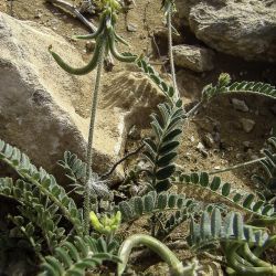 Astragalus solandri