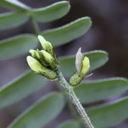 Astragalus solandri