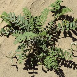 Astragalus solandri