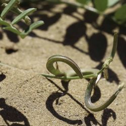 Astragalus solandri