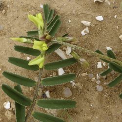 Astragalus solandri