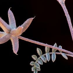 Astragalus stella