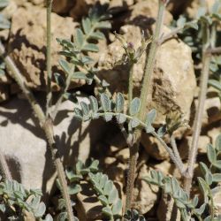 Astragalus stella